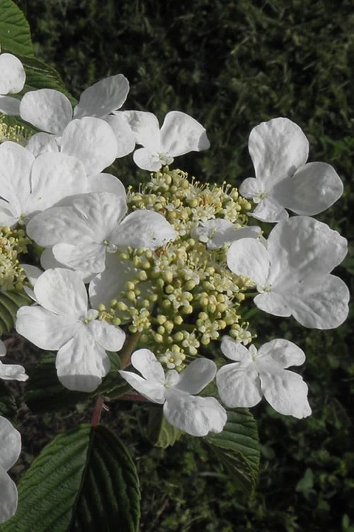 Mariesii Doublefile Viburnum - 3 Gallon Pot 8 Mariesii Doublefile Viburnum - 3 Gallon Pot - Image 6