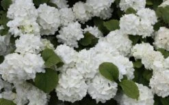 Popcorn Snowball Viburnum Bush - 1 Gallon Pot -Trees And Plants Viburnum Popcorn 1