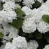 Popcorn Snowball Viburnum Bush - 1 Gallon Pot -Trees And Plants Viburnum Popcorn 1 500x750 1