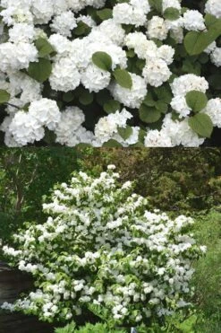 Popcorn Snowball Viburnum Bush - 1 Gallon Pot -Trees And Plants Viburnum Popcorn 2 500x750 1
