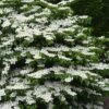 Shasta Doublefile Viburnum - 3 Gallon Pot -Trees And Plants Viburnum Shasta 3
