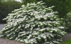 Shasta Doublefile Viburnum - 3 Gallon Pot -Trees And Plants Viburnum Shasta 5
