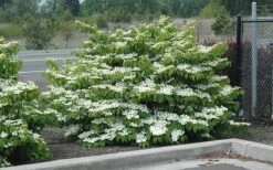 Shasta Doublefile Viburnum - 1 Gallon Pot -Trees And Plants Viburnum Shasta 8 1