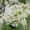 Snow Joey Viburnum - 2 Gallon Pot
