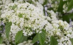 Snow Joey Viburnum - 2 Gallon Pot -Trees And Plants Viburnum Snow Joey 2 1