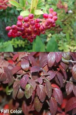Snow Joey Viburnum - 2 Gallon Pot -Trees And Plants Viburnum Snow Joey 5 1