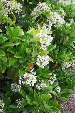 Sugar Cookie Sweet Viburnum - 3 Gallon Pot -Trees And Plants Viburnum Sugar Cookie 3