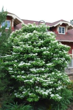 Summer Snowflake Viburnum - 1 Gallon Pot -Trees And Plants Viburnum Summer Snowflake 20 1
