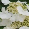 Summer Snowflake Viburnum - 3 Gallon Pot -Trees And Plants Viburnum Summer Snowflake 21