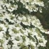 Summer Snowflake Viburnum - 6 Pack Of 1 Gallon Pots -Trees And Plants Viburnum Summer Snowflake 21 500x750 1