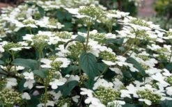 Summer Snowflake Viburnum - 3 Gallon Pot -Trees And Plants Viburnum Summer Snowflake 3 1