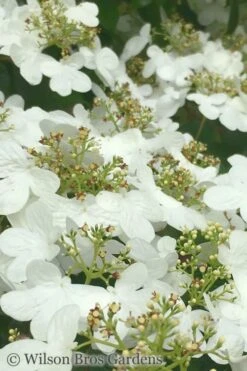Summer Snowflake Viburnum - 6 Pack Of 1 Gallon Pots -Trees And Plants Viburnum Summer Snowflake 31