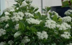 Winterthur Viburnum - 1 Gallon Pot -Trees And Plants Viburnum Winterthur 11