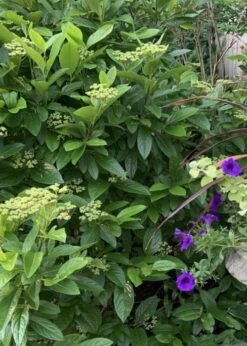 Winterthur Viburnum - 1 Gallon Pot -Trees And Plants Viburnum Winterthur 9