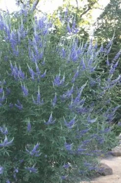 Blue Chaste Tree - Vitex Agnus-castus - 1 Gallon Pot -Trees And Plants Vitex Chaste Tree 14