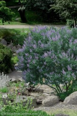 Shoal Creek Chaste Tree (Vitex) - 5 Gallon Pot -Trees And Plants Vitex Shoal Creek 17