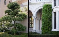 Podocarpus Macrophyllus Upright Yew - 3 Gallon Pot 19 Podocarpus Macrophyllus Upright Yew - 3 Gallon Pot -Trees And Plants Yew Podocarpus 2