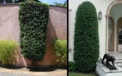 Podocarpus Macrophyllus Upright Yew - 3 Gallon Pot 20 Podocarpus Macrophyllus Upright Yew - 3 Gallon Pot -Trees And Plants Yew Podocarpus 3