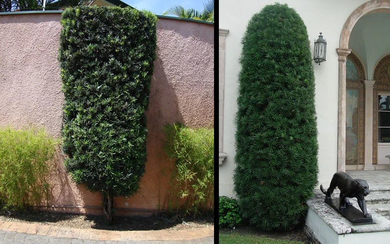 Podocarpus Macrophyllus Upright Yew - 3 Gallon Pot 11 Podocarpus Macrophyllus Upright Yew - 3 Gallon Pot - Image 9