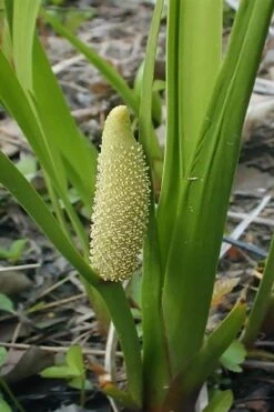 American Sweet Flag (Acorus Americanus) - 1 Gallon Pot -Trees And Plants acorus americanus american sweet flag 10