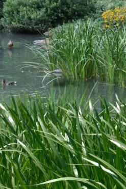 American Sweet Flag (Acorus Americanus) - 1 Gallon Pot -Trees And Plants acorus americanus american sweet flag 11