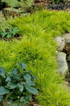 Dwarf Golden Sweet Flag - Acorus Gramineus 'Minimus Aureus' - 5 Pack Of Pint Pots -Trees And Plants acorus gramineus minnimus aurea dwarf golden sweet flag 101