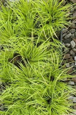 Dwarf Golden Sweet Flag - Acorus Gramineus 'Minimus Aureus' - 5 Pack Of Pint Pots -Trees And Plants acorus gramineus minnimus aurea dwarf golden sweet flag 105