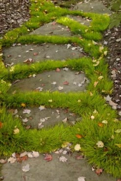 Dwarf Golden Sweet Flag - Acorus Gramineus 'Minimus Aureus' - 5 Pack Of Pint Pots -Trees And Plants acorus gramineus minnimus aurea dwarf golden sweet flag 106