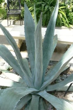 American Agave (Century Plant) - 3 Gallon Pot -Trees And Plants agave americana centrury plant 1