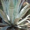 American Agave (Century Plant) - 3 Gallon Pot -Trees And Plants agave americana centrury plant 4