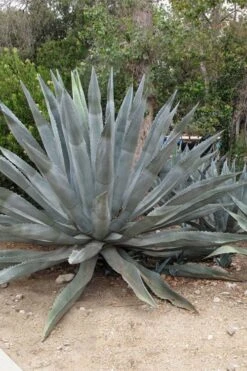American Agave (Century Plant) - 3 Gallon Pot -Trees And Plants agave americana centrury plant 5