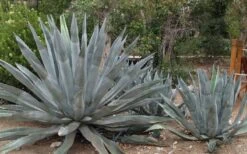 American Agave (Century Plant) - 3 Gallon Pot -Trees And Plants agave americana centrury plant 6