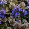 Bronze Beauty Ajuga - Bugleweed - 1 Gallon Pot -Trees And Plants ajuga bronze beauty 28