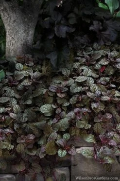 Bronze Beauty Ajuga - Bugleweed - 1 Gallon Pot -Trees And Plants ajuga bronze beauty 30