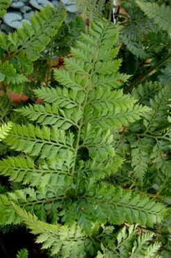 Shiny Bristle Fern - 1 Gallon Pot -Trees And Plants arachnoides davalliaeformis shiny bristle fern 2
