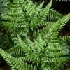 Shiny Bristle Fern - 1 Gallon Pot -Trees And Plants arachnoides davalliaeformis shiny bristle fern 5