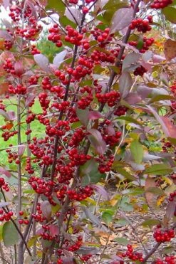Brilliantissima Aronia (Red Chokeberry) - 3 Gallon Pot -Trees And Plants aronia arbutifolia brilliantissima red chokeberry 2
