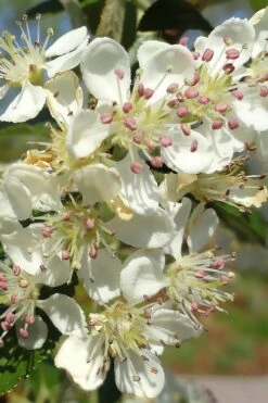 Brilliantissima Aronia (Red Chokeberry) - 3 Gallon Pot -Trees And Plants aronia arbutifolia brilliantissima red chokeberry 5