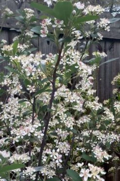 Brilliantissima Aronia (Red Chokeberry) - 3 Gallon Pot -Trees And Plants aronia arbutifolia brilliantissima red chokeberry 8