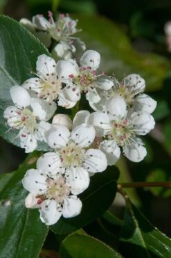 Red Chokeberry (Aronia Arbutifolia) - 3 Gallon Pot -Trees And Plants aronia arbutifolia red chokeberry 1