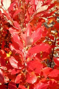 Red Chokeberry (Aronia Arbutifolia) - 3 Gallon Pot -Trees And Plants aronia arbutifolia red chokeberry 3