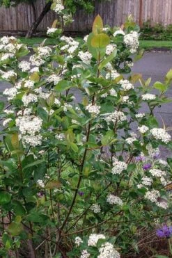 Red Chokeberry (Aronia Arbutifolia) - 3 Gallon Pot -Trees And Plants aronia arbutifolia red chokeberry 4