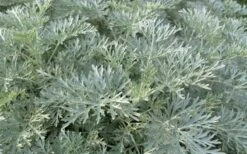 Powis Castle Artemisia - 1 Gallon Pot -Trees And Plants artemisia powis castle 1