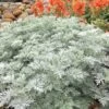 Powis Castle Artemisia - 5 Pack Of Quart Pots -Trees And Plants artemisia powis castle 12 1