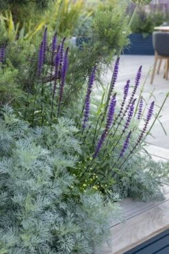 Powis Castle Artemisia - 1 Gallon Pot -Trees And Plants artemisia powis castle 4