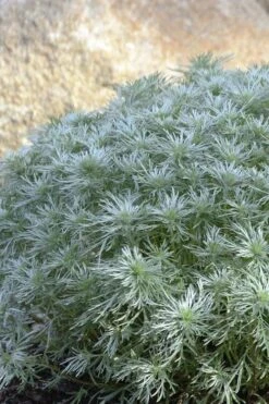 Silver Mound Artemisia - 5 Pack Of Quart Pots -Trees And Plants artemisia schmidtiana silver mound 4