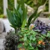 Tiny Tank Dwarf Cast Iron Plant - 3 Gallon Pot -Trees And Plants aspidistra elatior tiny tank dwarf cast iron plant 3