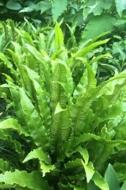 Hart's Tongue Fern (Asplenium Scolopendrium) - 1 Gallon Pot -Trees And Plants asplenium scolopendrium harts tongue fern 3