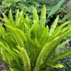 Hart's Tongue Fern (Asplenium Scolopendrium) - 1 Gallon Pot -Trees And Plants asplenium scolopendrium harts tongue fern 8