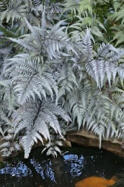 Japanese Painted Fern - 5 Pack Of Quart Pots -Trees And Plants athyrium niponicum pictum japanese painted fern 101